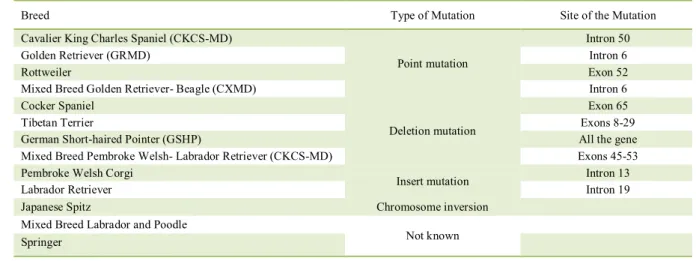 Table 1 - Comparison table of the site and types of genetic mutations in dog models of DMD according to breed