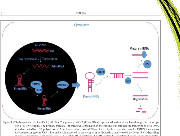 Figure 1 - The biogenesis of microRNA (miRNA): The primary miRNA (Pri-miRNA) is produced in the cell nucleus through the transcrip- transcrip-tion of a DNA strand