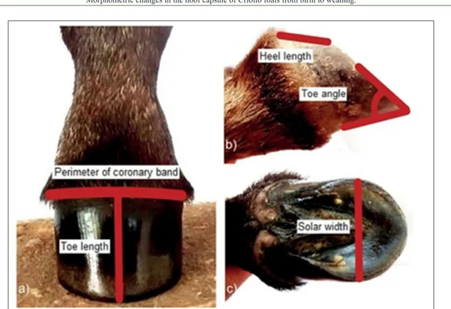 Figure 1 - Morphometric measurements assessed monthly in Criollo foals from 15 days after birth to weaning (eight months)