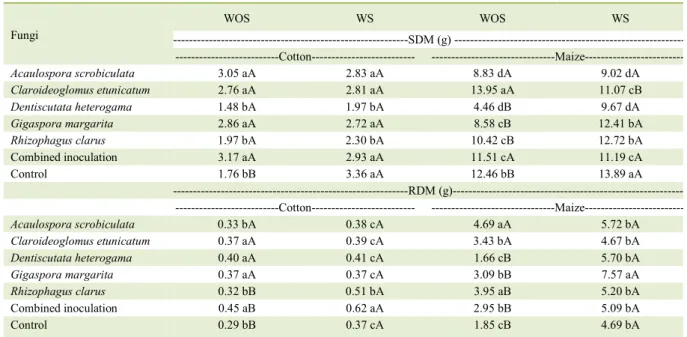 Table 1  -  Shoot dry matter (SDM), root dry matter ( R DM) of cotton and corn, without colonization stimulant (WOS) and with colonization  stimulant (WS).