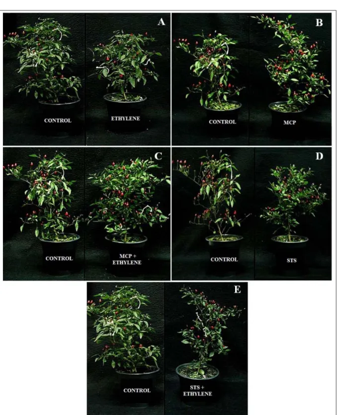 Figure 3 - Appearance of the ornamental pepper cultivar ‘MG 302’. A - after treatment with ethylene for 48 hours, B - 9 days after treatment  with 1-MCP, C- 6 days after treatment with 1-MCP + ethylene for 48 hours, D- 18 days after treatment with STS and 