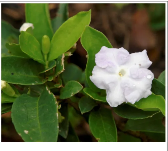Figure 1 - Brunfelsia uniflora (Pohl.) D. Don.