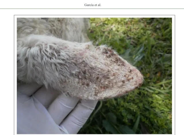 Figure 2 - Milchschaf, ewe. Solar dermatitis lesions with rough and firm texture, alopecia, crusted patches, and  multiple plaque lesions in dorsal pinna.