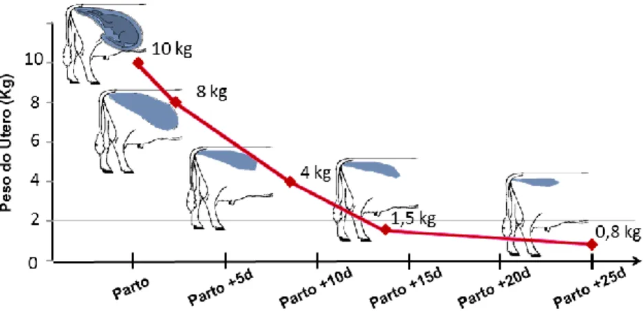 Figura 2 - Evolução do peso do útero ao longo do pós-parto. Adaptado de Techna (2016) 
