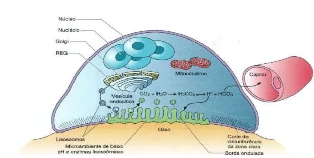 Figura 2. Função dos osteoclastos (adaptado de Gatner). 