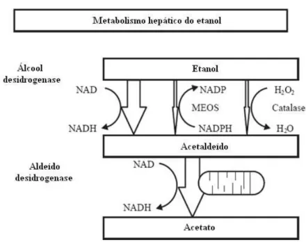 Figura 1 – Metabolismo hepático do etanol (Adaptado de Caballería,2003). 