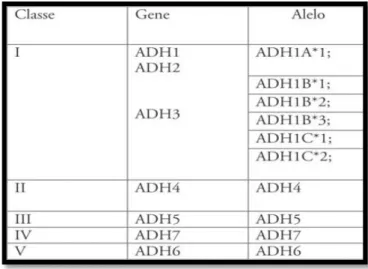 Figura 3- Classificação dos genes da enzima álcool desidrogenase (Rebello e Carvalho, 2008)