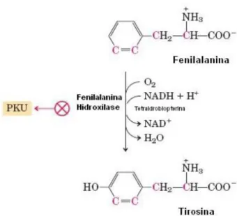 Figura 1- Reação da fenilalanina catalisado pela enzima fenilalanina  hidroxilase (Adaptado de Lehninger, 2004) 