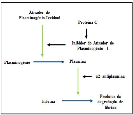Figura 2 – Sistema Fibrinolítico.  