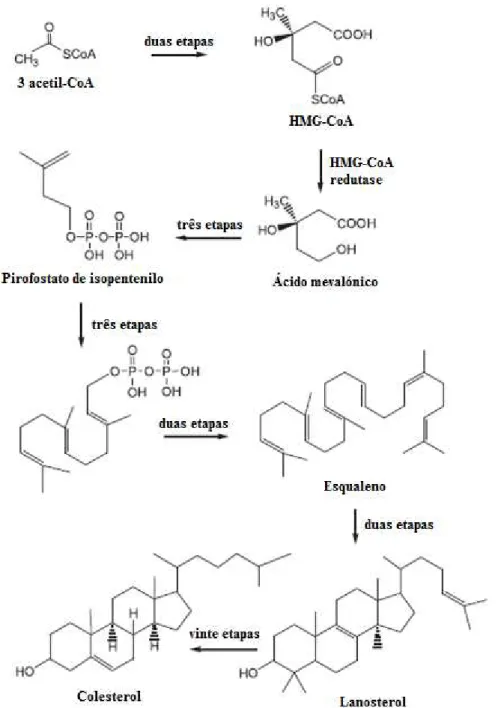 Fig.  5  –  Algumas  das  etapas  da  biossíntese  de  colesterol  a  partir  de  acetil-CoA  (adaptado de Campo e Carvalho, 2007)