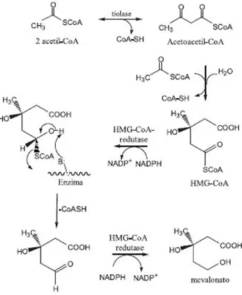 Fig. 6 –  Etapas da biossíntese do mevalonato (adaptado de Campo e Carvalho, 2007). 