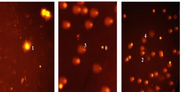 Figure 2: Classes of the comets obtained by the SSGE. They represent classes 0-4 as used for visual scoring 0