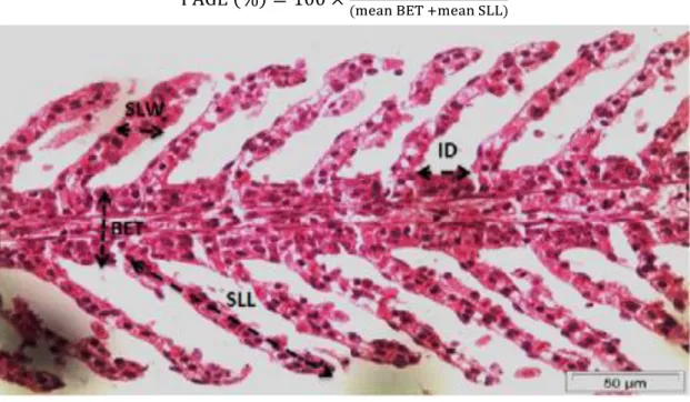 Figure  3:  Rainbow  Trout  Gill  from  Control  concentration  1;  Hematoxylin-Gill;  x40  magniﬁcation )  SLL  (secondary  lamellar  length);  SLW  (secondary  lamellar  width);  ID  (interlamellar  distance)  and  BET  (basal  epithelial thickness)