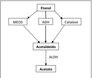 Figura 1: Vias de metabolização hepática do etanol (adaptado de Estes, 1989). 