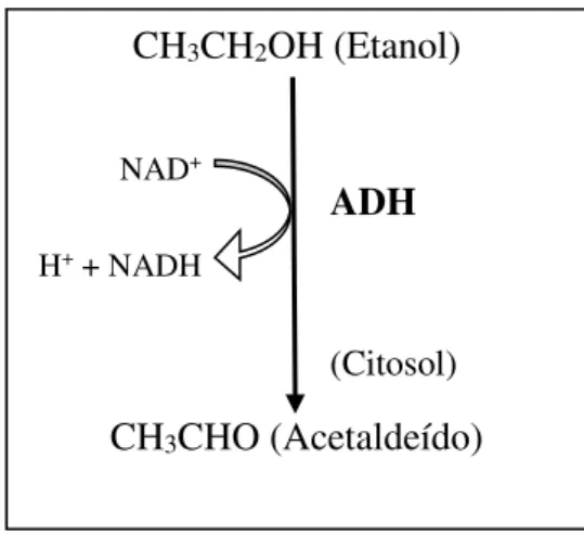 Figura 2: Principal via do metabolismo hepático do etanol: Sistema ADH (adaptado de  (Gramenzi et al, 2006)