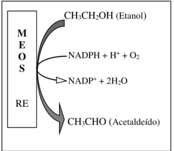 Figura 3: Metabolização hepática do etanol pelo sistema MEOS (adaptado de Gramenzi et al,  2006)