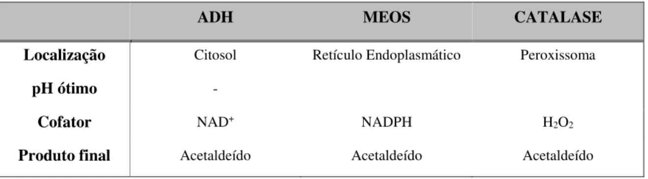 Tabela 1: Características das principais vias de metabolização hepática do etanol (adaptado de  Jordão Júnior, 1998)