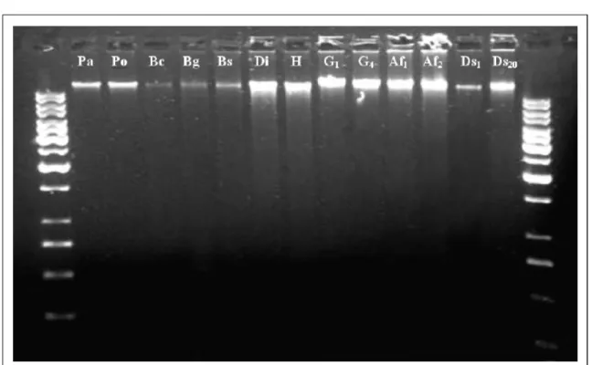 Figure  1  -  The  0.8%  ethidium  bromide-stained  agarose  gel  showing  DNA  samples  after  DNA  extraction  from  freshly  and frozen  tissues