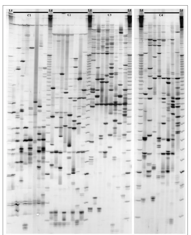Figure  2  -  Silver  stained  6%  polyacrilamide  denaturing  gel  showing  the AFLP  patterns  of  DNA  samples  tested  six set of primers