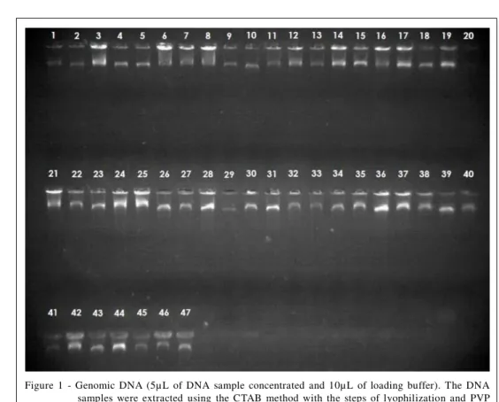 Figure  1  -  Genomic  DNA  (5µL  of  DNA  sample  concentrated  and  10µL  of  loading  buffer)