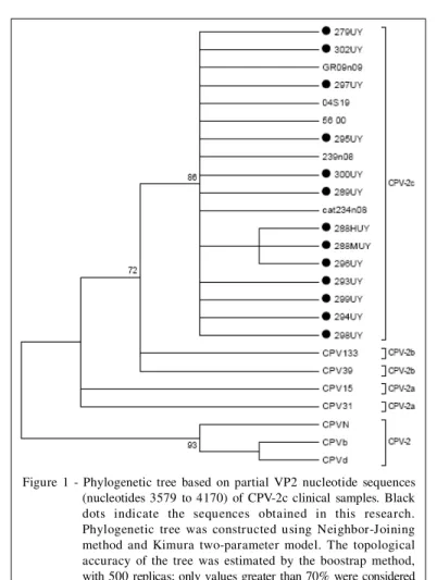 Figure  1  -  Phylogenetic  tree  based  on  partial  VP2  nucleotide  sequences (nucleotides  3579  to  4170)  of  CPV-2c  clinical  samples