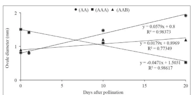 Figure 2 - Diameter alteration in the ovaries of diploid (AA) and triploid (AAA, AAB) bananas until the twentieth day after  hand cross-pollination.