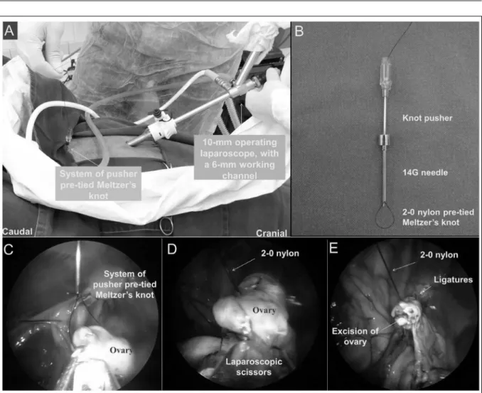 Figure 1 - Position of laparoscope and instrument portals, with a 11-mm trocar inserted through the abdominal wall in the midline, 20cm  cranial to the udder, a 10-mm operating laparoscope, with a 6 mm working channel, introduced into the abdominal cavity 