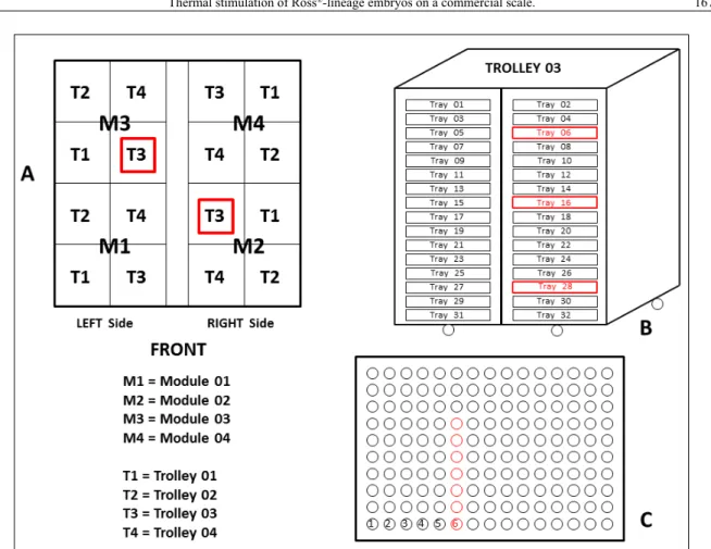 Figure 1 - The positions of the modules, trolleys, trays, and eggs in the incubation trays, showing the locations where  the temperatures were evaluated in the eggshells, trays were identified, and samples were collected; A: Upper  overview of the SmartPro