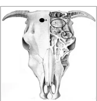 Figure 2 - Illustration of the sinuses in a bovine head (cranial  view).  A:  access  hole  to  the  frontal  sinus;  B: 