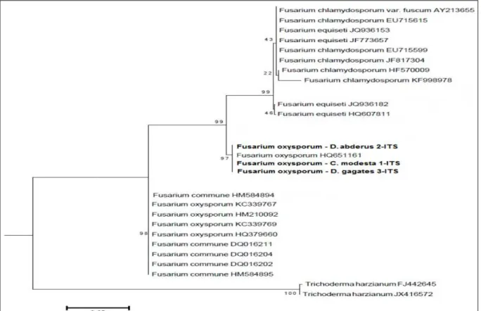 Figure 1 - Phylogenetic dendrogram built for the isolates of Fusarium oxysporum from the alimentary canal of Cyclocephala modesta,  Dyscinetus gagates and Diloboderus abderus larvae, based  on the statistical method “Neighbor-joining”, derived from ITSrDNA
