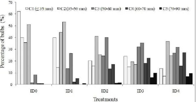 Figure 3 - Percentage of bulbs by diameter class as a function of different irrigation depths, in absence (bars to the left in the same class)  and presence of (bars to the right in the same class) soil cover (Seropédica, RJ, Brazil, 2012)