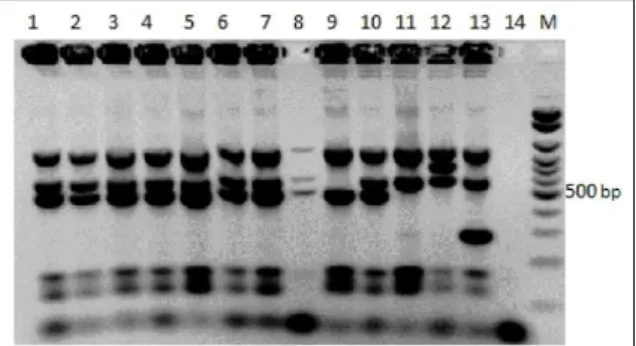 Figure 1 - 1.5% agarose gel electrophoresis showing the different  patterns for each species and biovars of B
