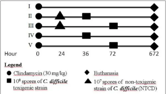 Figure 1 - Scheme of inoculation of NTCD strains in hamsters (Mesocricetus auratus) for evaluation of protection  against infection by a C