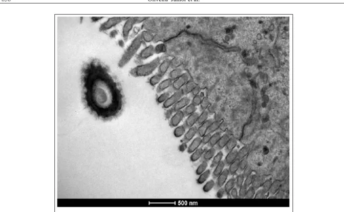 Figure 3 - Electron micrograph of intestinal villi of a hamster´s colon (Mesocricetus auratus)  from group III