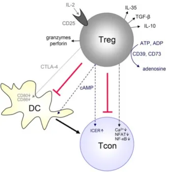 Figure 4. Mechanisms of Treg-mediated suppression. Tregs suppress directly or indirectly conventional T cells (Tcon) via  different mechanisms, depending on the local immune environment, in the target cell or even according to Tregs status