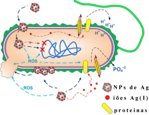 Figura 1.8 – Esquema resumido das possíveis interações das NPs de Ag com células bacterianas