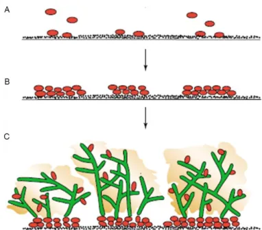 Figure 3. Phases of C. albicans biofilm formation. (A) Adherence of yeast (red) by cell wall proteins to a substrate,  such as implanted medical devices or host surfaces