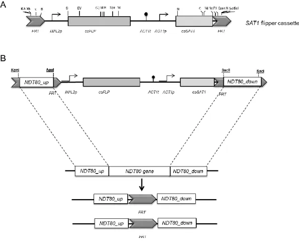 Figure 5. Construction of the ndt80Δ mutant strain. (A) SAT1 flipper cassette, contained into pCD8 plasmid, was used  for targeted gene disruption