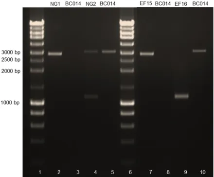 Figure 7. Deletion of NDT80 gene in C. parapsilosis. Gene knockout was confirmed by PCR