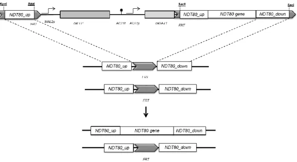 Figure  8.  Construction  of  ndt80Δ/NDT80  complemented  strain.  NDT80  gene,  plus  downstream  and  upstream  sequences were amplified and cloned in the SacII/SacI restriction sites of the cassette, generating pCC17 plasmid