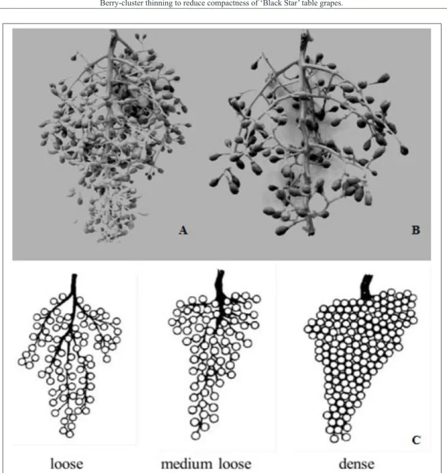 Figure 1 - Bunches of ‘Black Star’ table grape before (A) and after (B) berry-cluster thinning