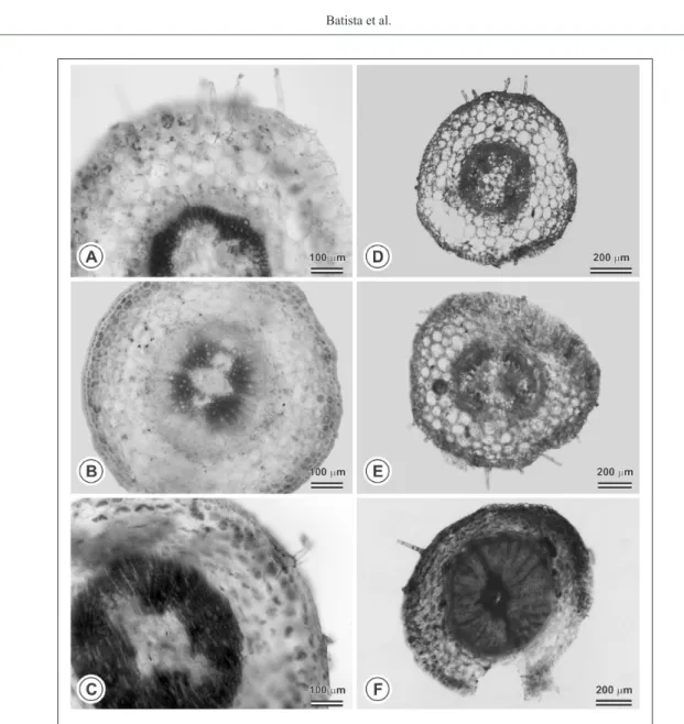 Figure 1 - Cross-sections from stem of Capsicum annuum plantlets, 30 days after in vitro germination