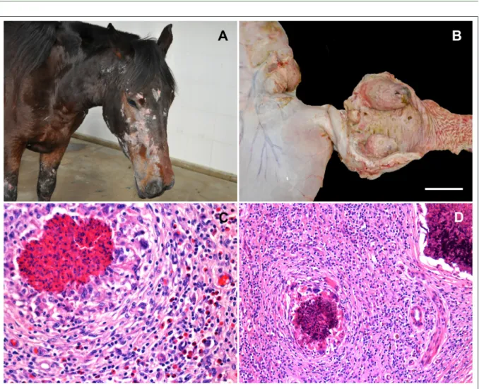 Figure 1  -  Multisystemic eosinophilic epitheliotropic disease in a horse. A. Multiple and coalescent foci of alopecia on the head and distal  parts of the thoracic limbs