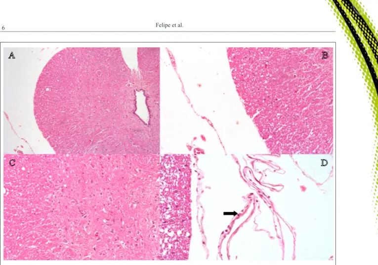Figure 2 - Histological sections of the rabbit spinal cord following epidurally administration of 0.9% NaCl solution