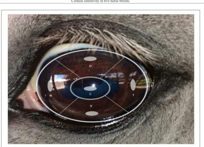 Figure 1 - The five regions of the cornea evaluated. D = Dorsal, T = Temporal, V = Ventral, N = Nasal and C = Central.