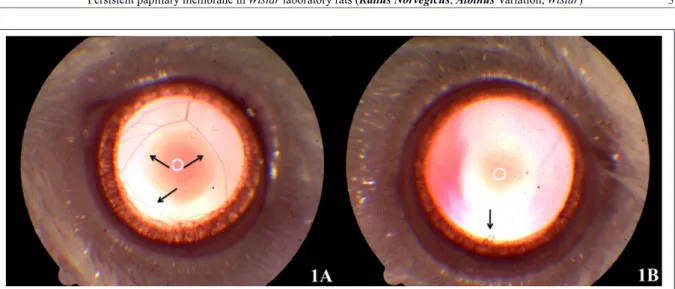 Figure 1- Images of the left and right eye of a 3-month-old Wistar rat. Image A shows persistent pupillary membrane (arrows) in the form  of pigmented strands