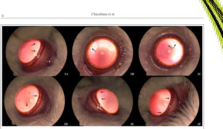 Figure 2 - Images of the right and left eye of a 3-month-old Wistar rat, showing persistent pupillary membrane (arrows) originating from and  inserted into the iris collarette