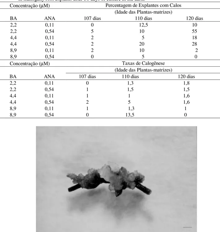 TABELA  6:  Efeito  de  combinações  de  benziladenina  e  ácido  naftaleno  acético  na  formação  de  calos  em  explantes de raízes de mogno cultivados por 30 dias na ausência de luz