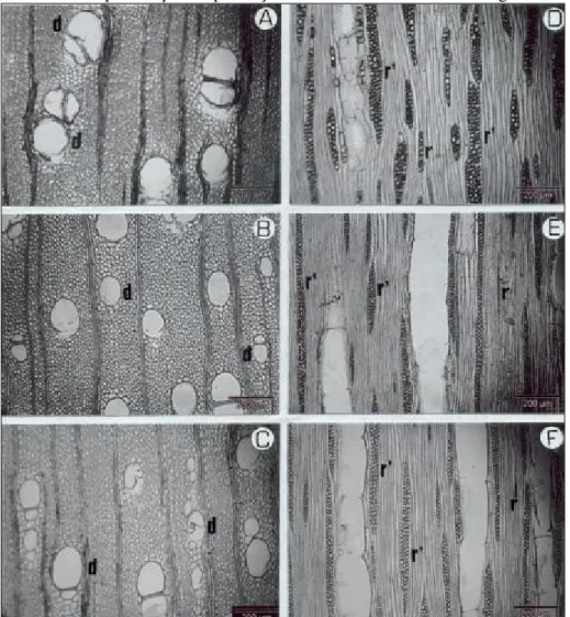 FIGURA  1:  Fotomicrografias  do  lenho  de  Mimosa  scabrella,  Bentham.  Seção  transversal  (A,  B,  C)  destacando  o  diâmetro  tangencial  dos  poros  (d):  µm  e  a  quantidade  de  poros/mm 2   da  bracatinga-argentina  (A),  bracatinga-branca  (B)