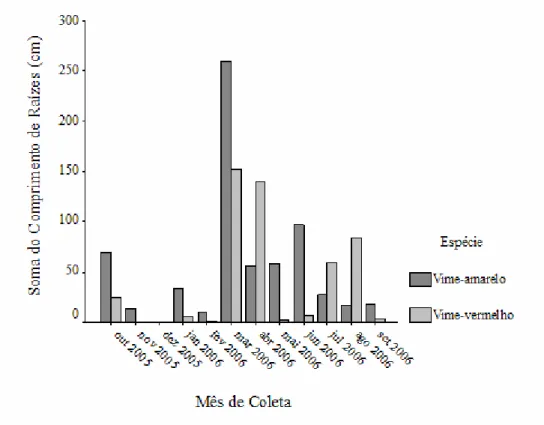 FIGURA 5: Soma do comprimento de raízes de Vime-amarelo e Vime-vermelho. (10.2005 a 9.2006)